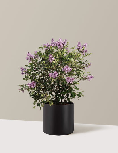 bundle | 3 Gallon | Agnes | Black