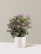 bundle | 3 Gallon | Agnes | Cream