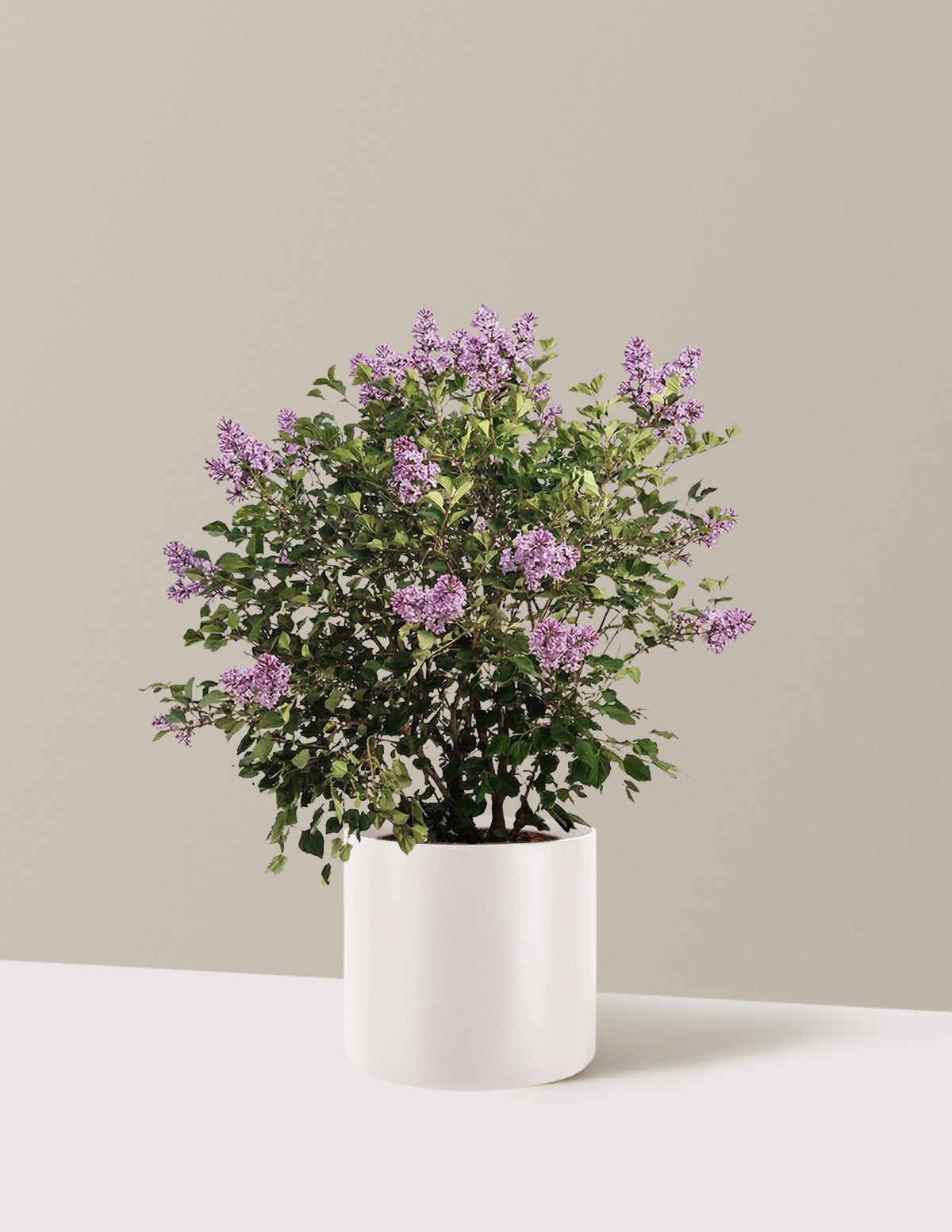 bundle | 3 Gallon | Agnes | Cream