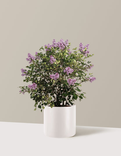 bundle | 3 Gallon | Agnes | Cream