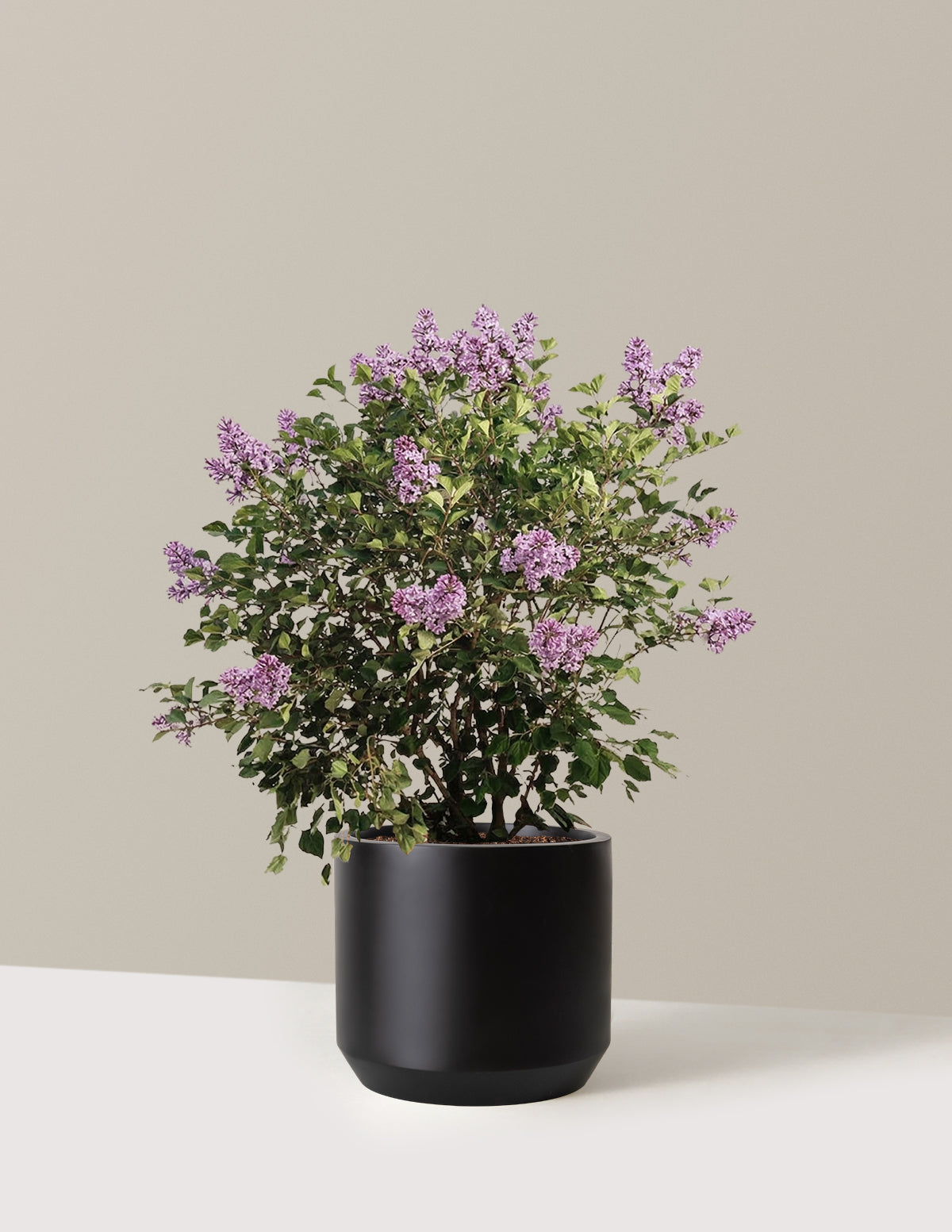 bundle | 3 Gallon | Mexia | Black