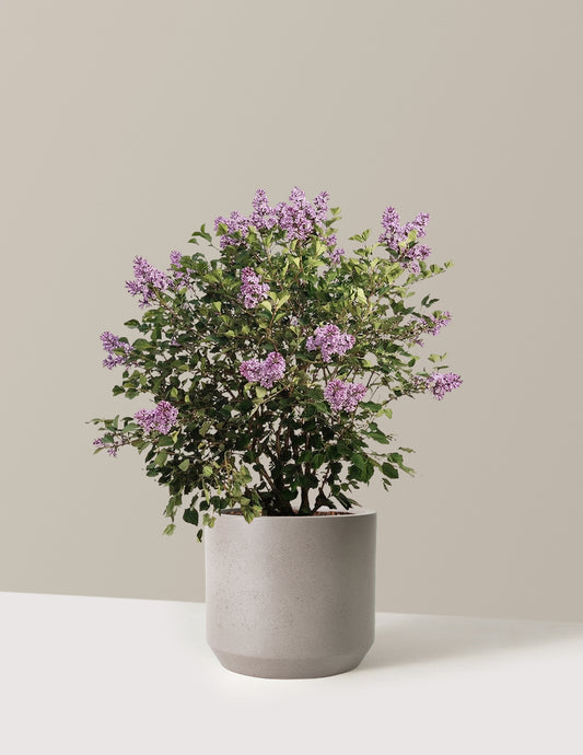 Bloomerang Lilac Bush
