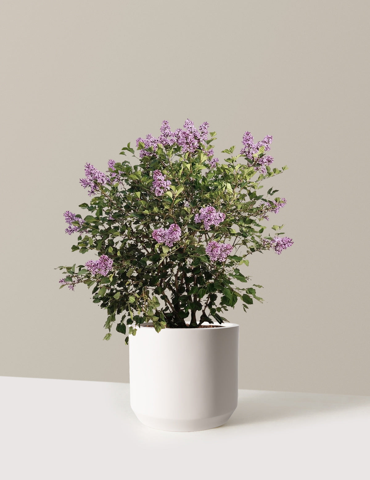can i plant a lilac bush in a pot Bloomerang Lilac Bush