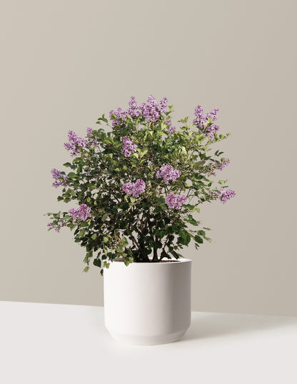 bundle | 3 Gallon | Mexia | Cream