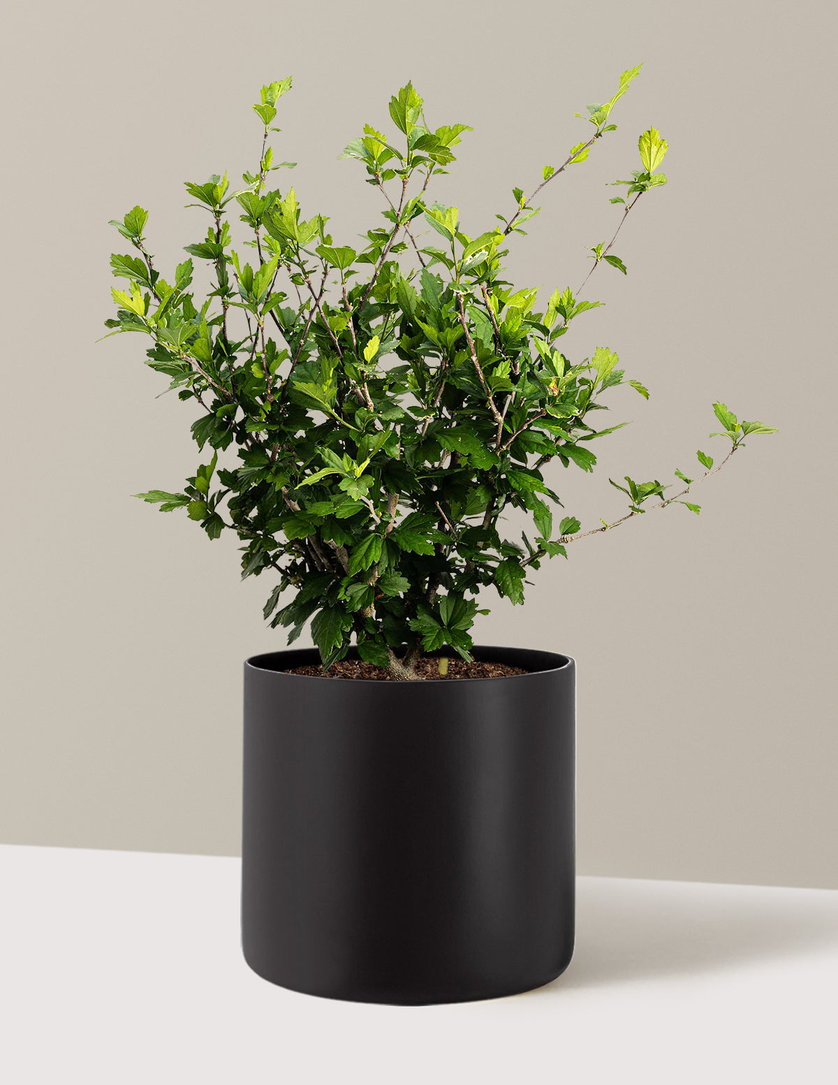 bundle | 3 Gallon | Agnes | Black