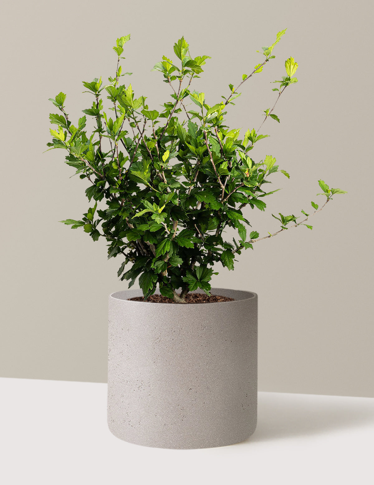bundle | 3 Gallon | Agnes | Cement Grey