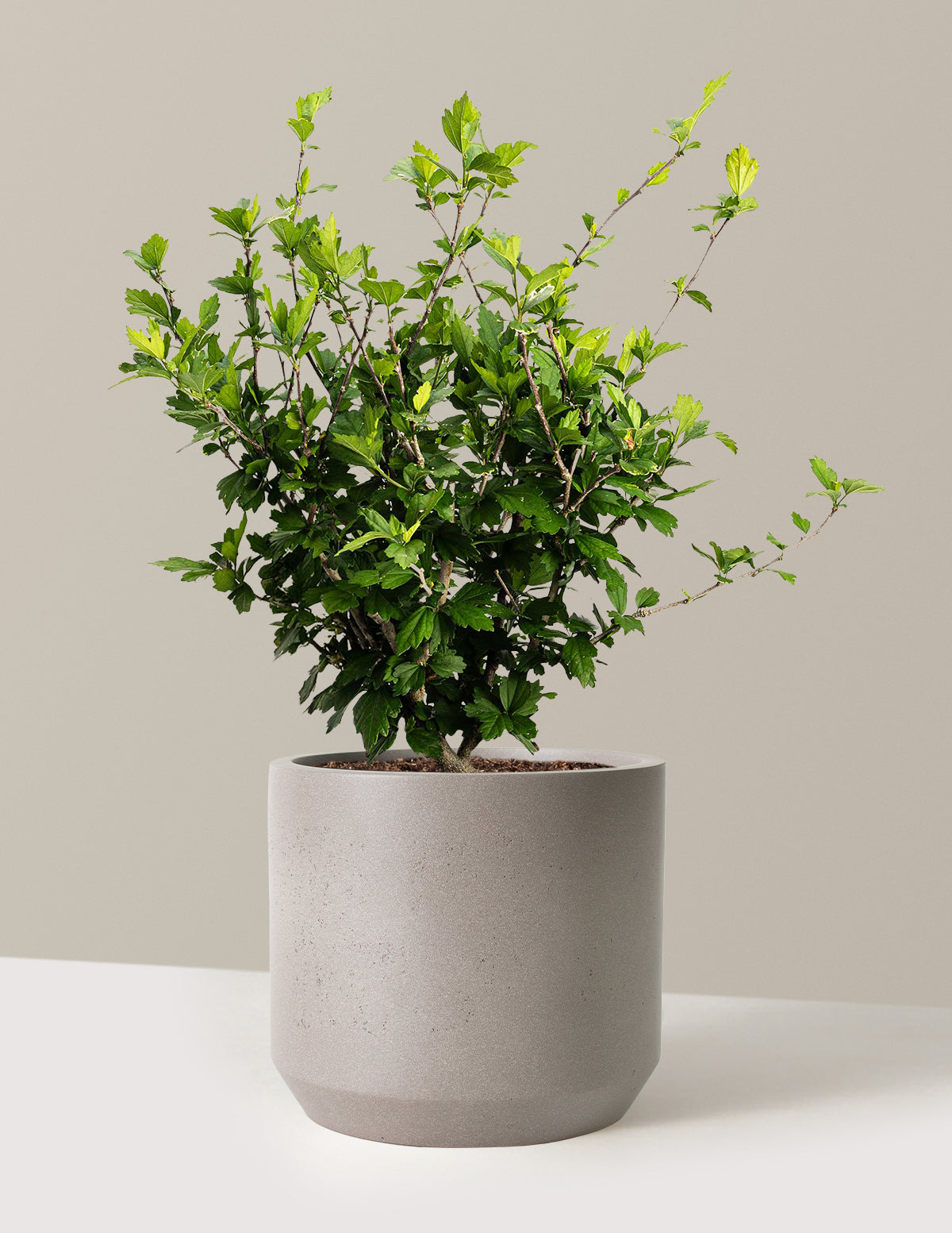 files/the-sill_Large-Blue-Chiffon_-Rose-of-Sharon-_3-Gallon__Large-Mexia-Cement-Grey_Variant.jpg