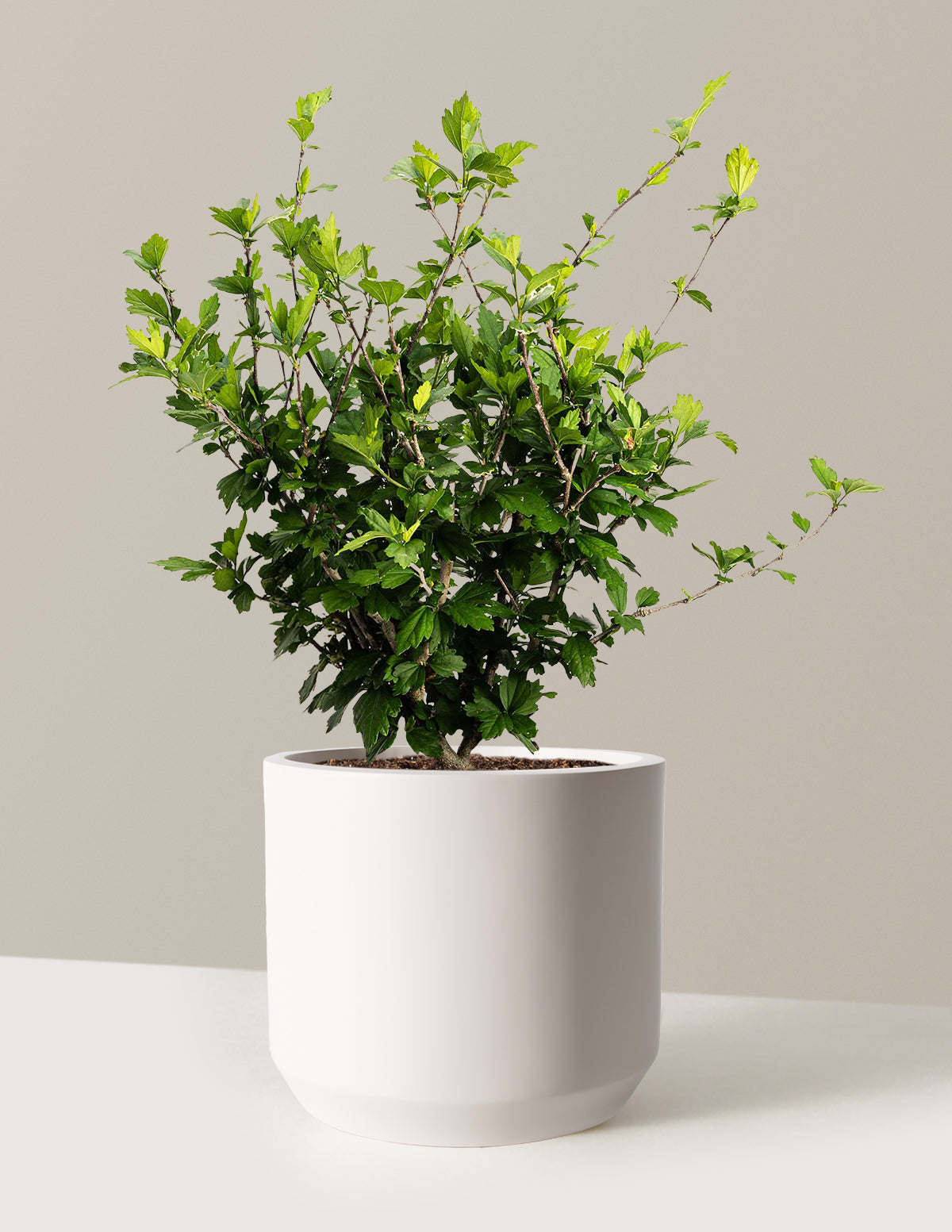 bundle | 3 Gallon | Mexia | Cream