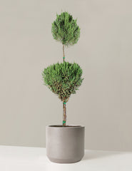 Blue Point Juniper Topiary