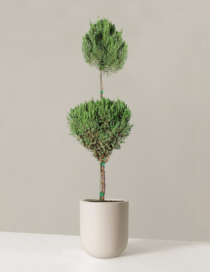 Blue Point Juniper Topiary (Hidden)