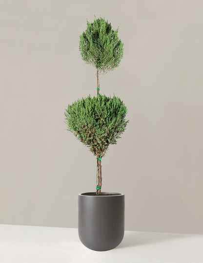 Blue Point Juniper Topiary (Hidden)
