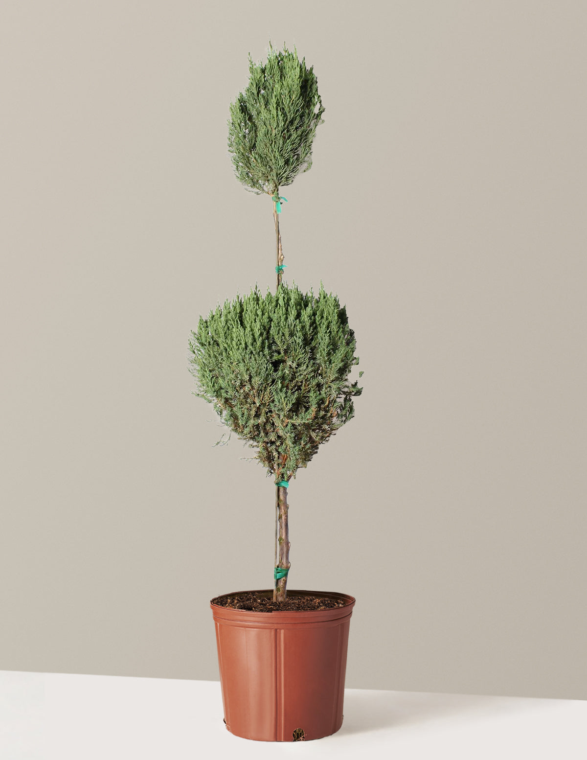 bundle | 5 Gallon | Grow Pot