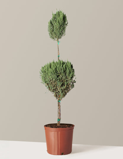 bundle | 5 Gallon | Grow Pot