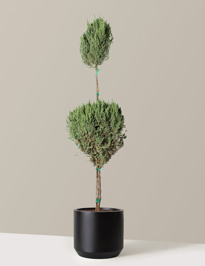 bundle | 5 Gallon | Mexia | Black