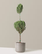 bundle | 5 Gallon | Mexia | Cement Grey