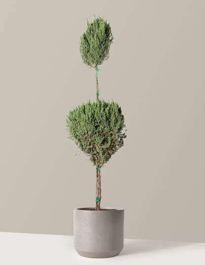 bundle | 5 Gallon | Mexia | Cement Grey