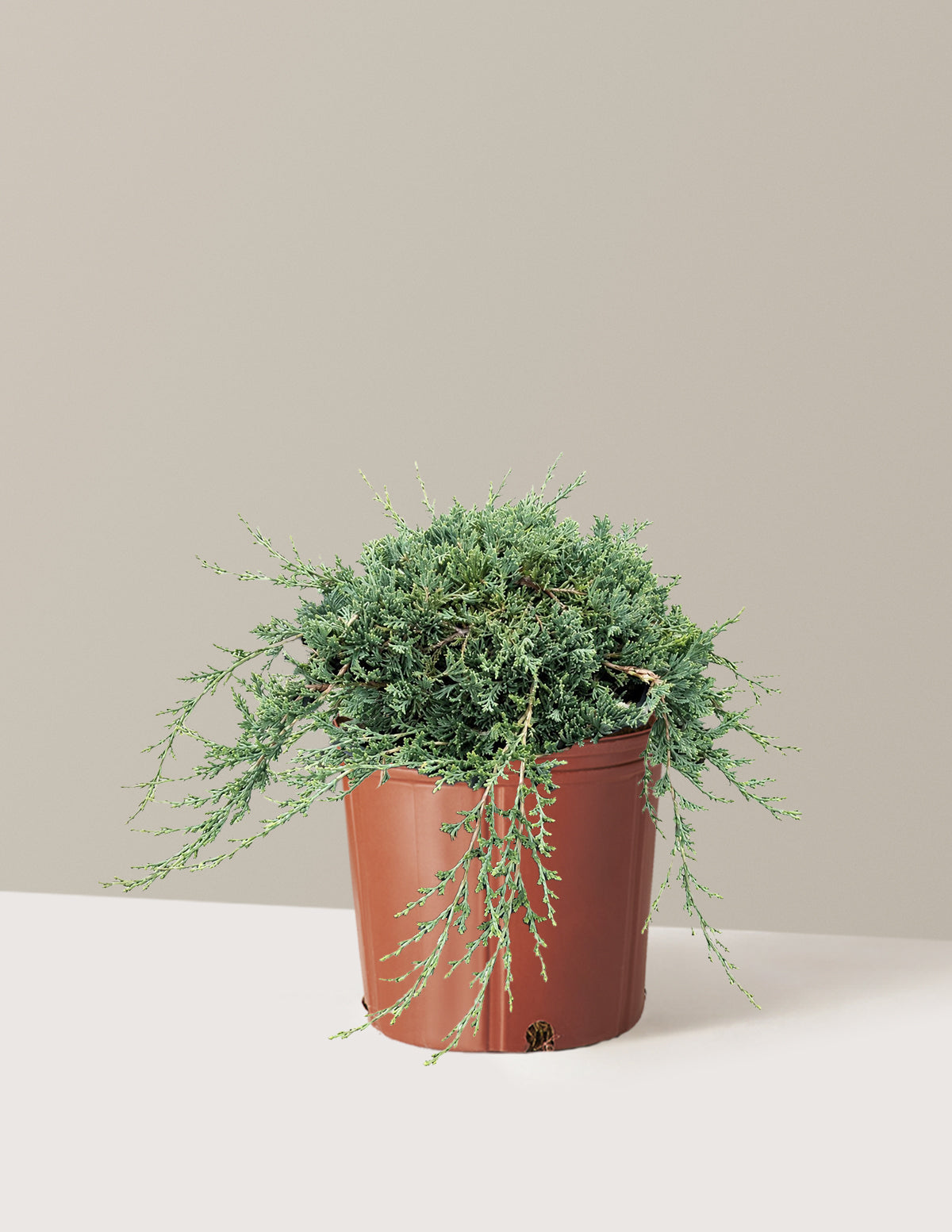 Blue Rug Juniper