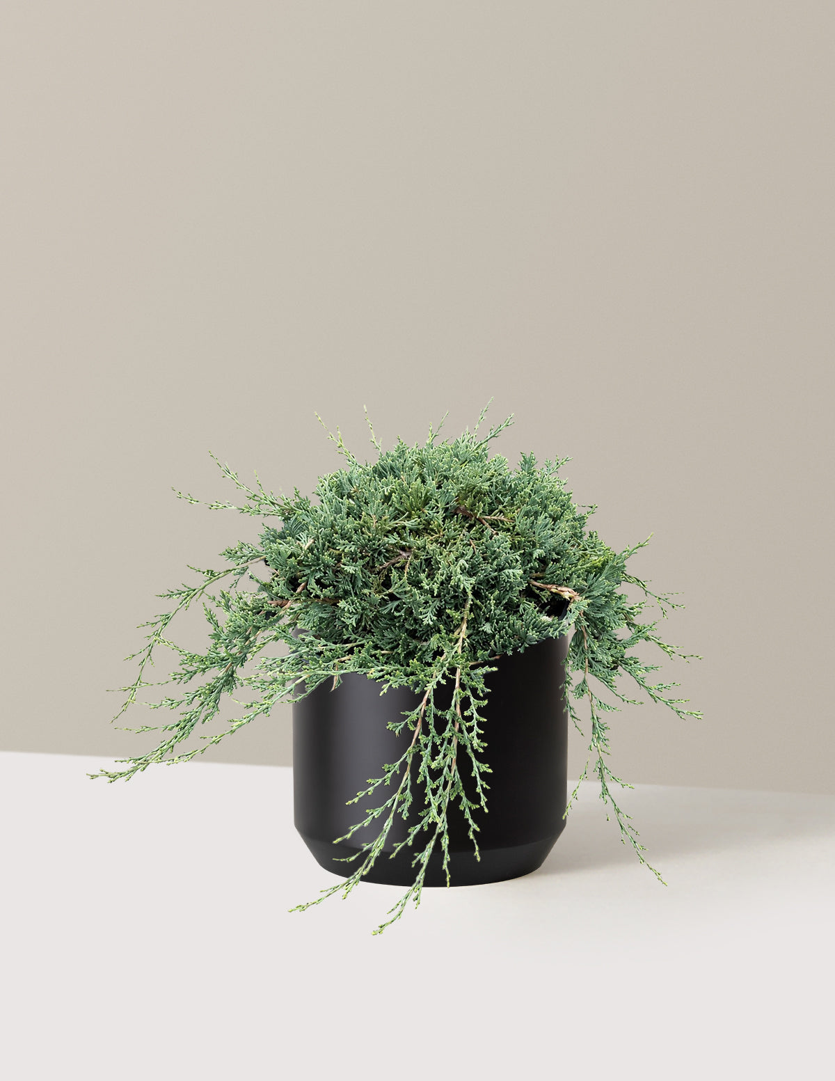 Blue Rug Juniper
