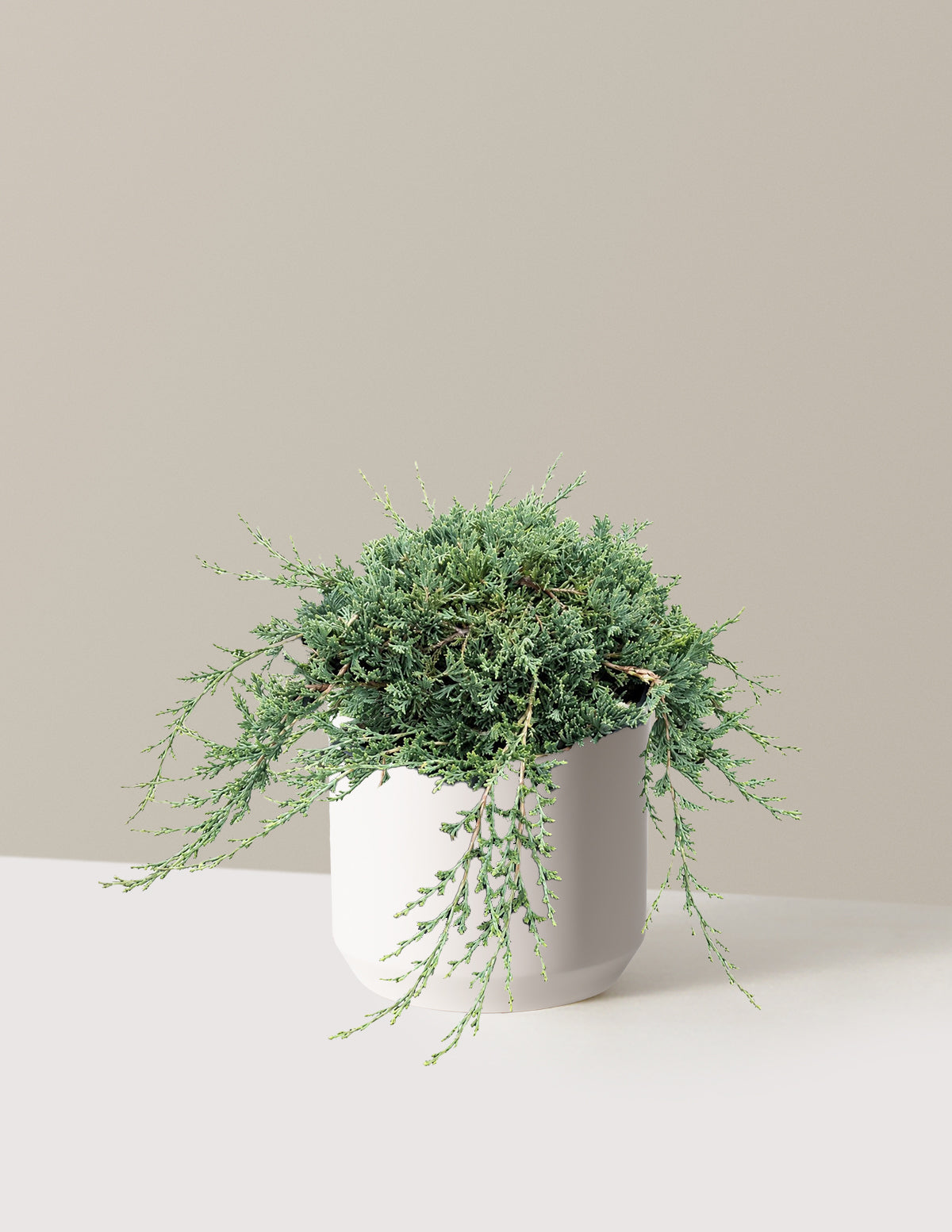Blue Rug Juniper