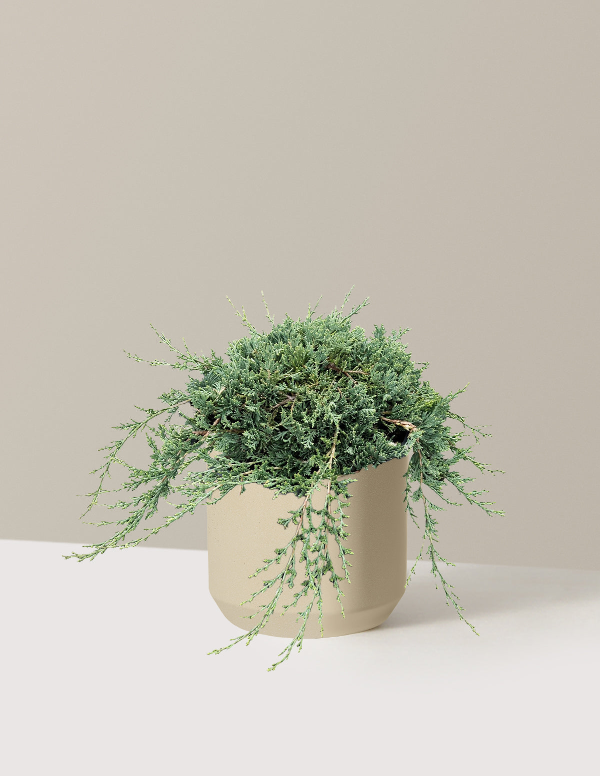 Blue Rug Juniper