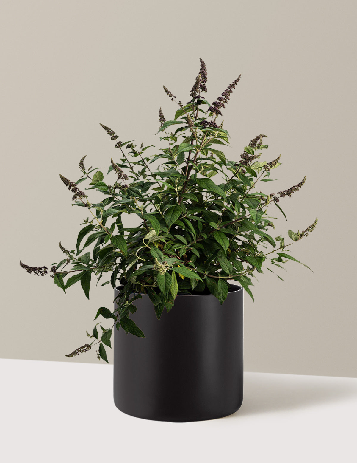 Blueberry Pie™ Butterfly Bush