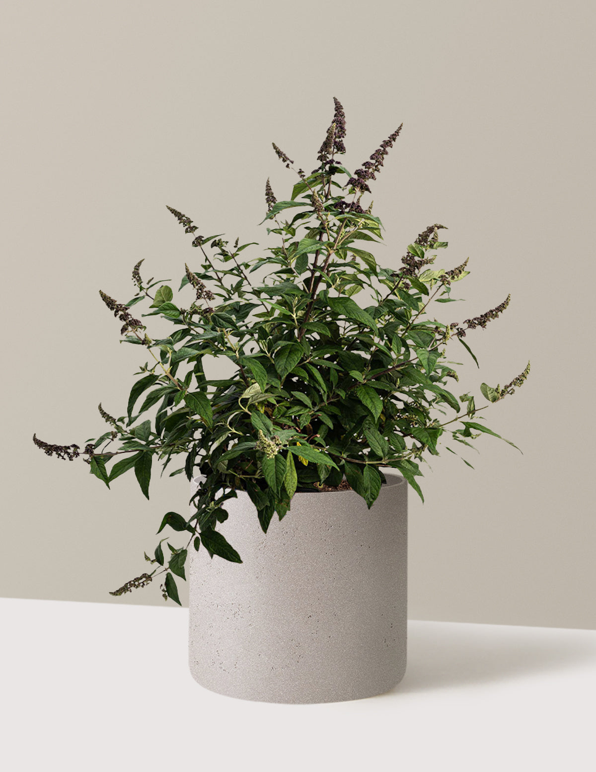 bundle | 3 Gallon | Agnes | Cement Grey