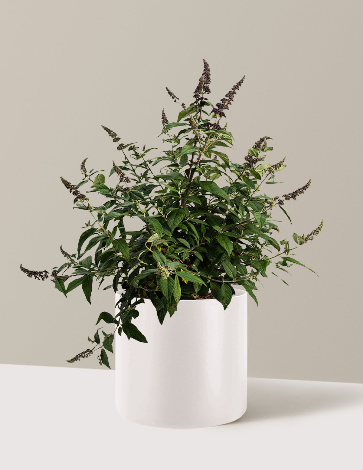 Blueberry Pie™ Butterfly Bush