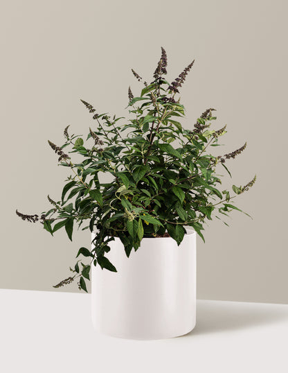Blueberry Pie™ Butterfly Bush