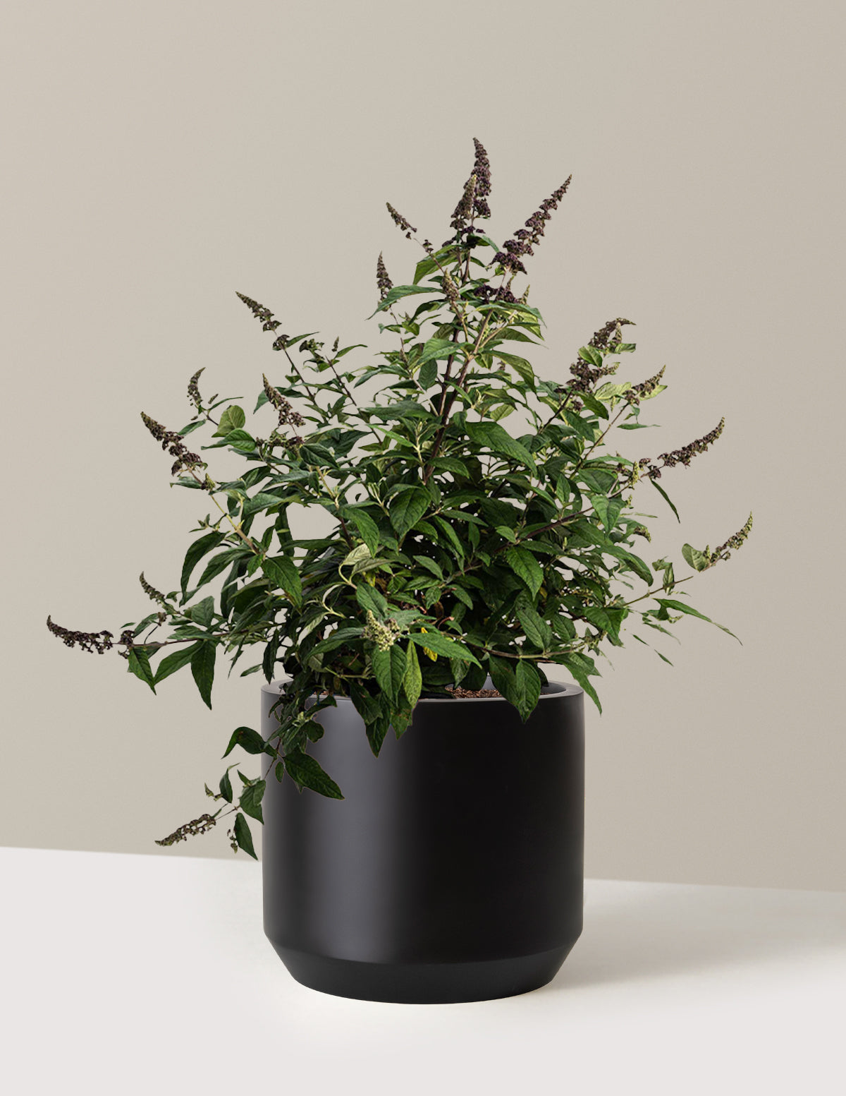 bundle | 3 Gallon | Mexia | Black
