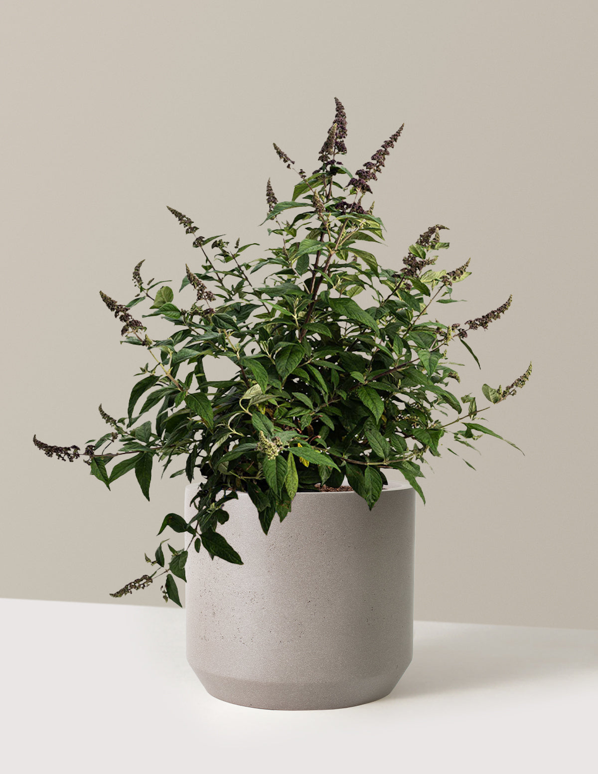 bundle | 3 Gallon | Mexia | Cement Grey