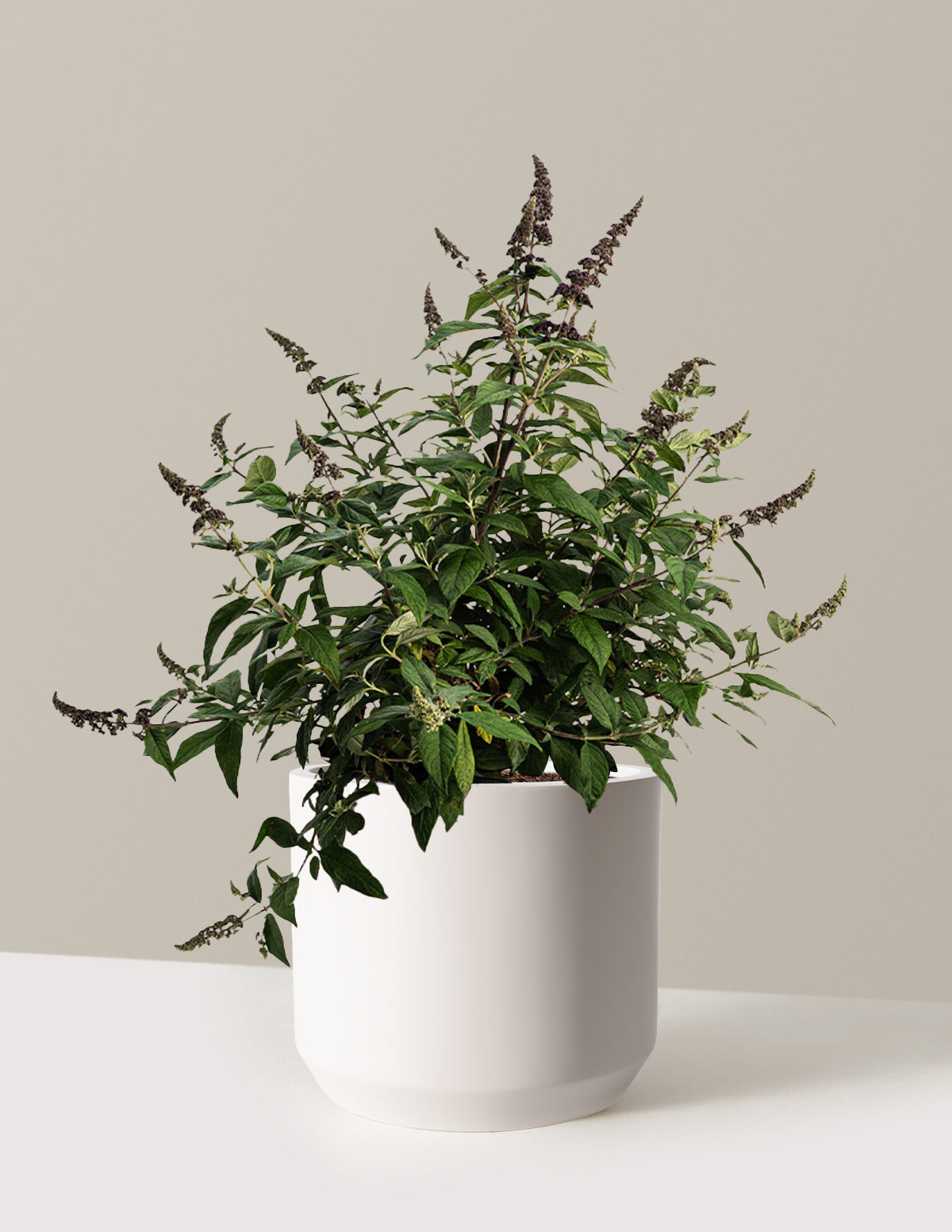Blueberry Pie™ Butterfly Bush