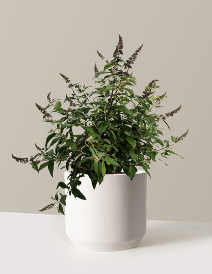 Blueberry Pie™ Butterfly Bush