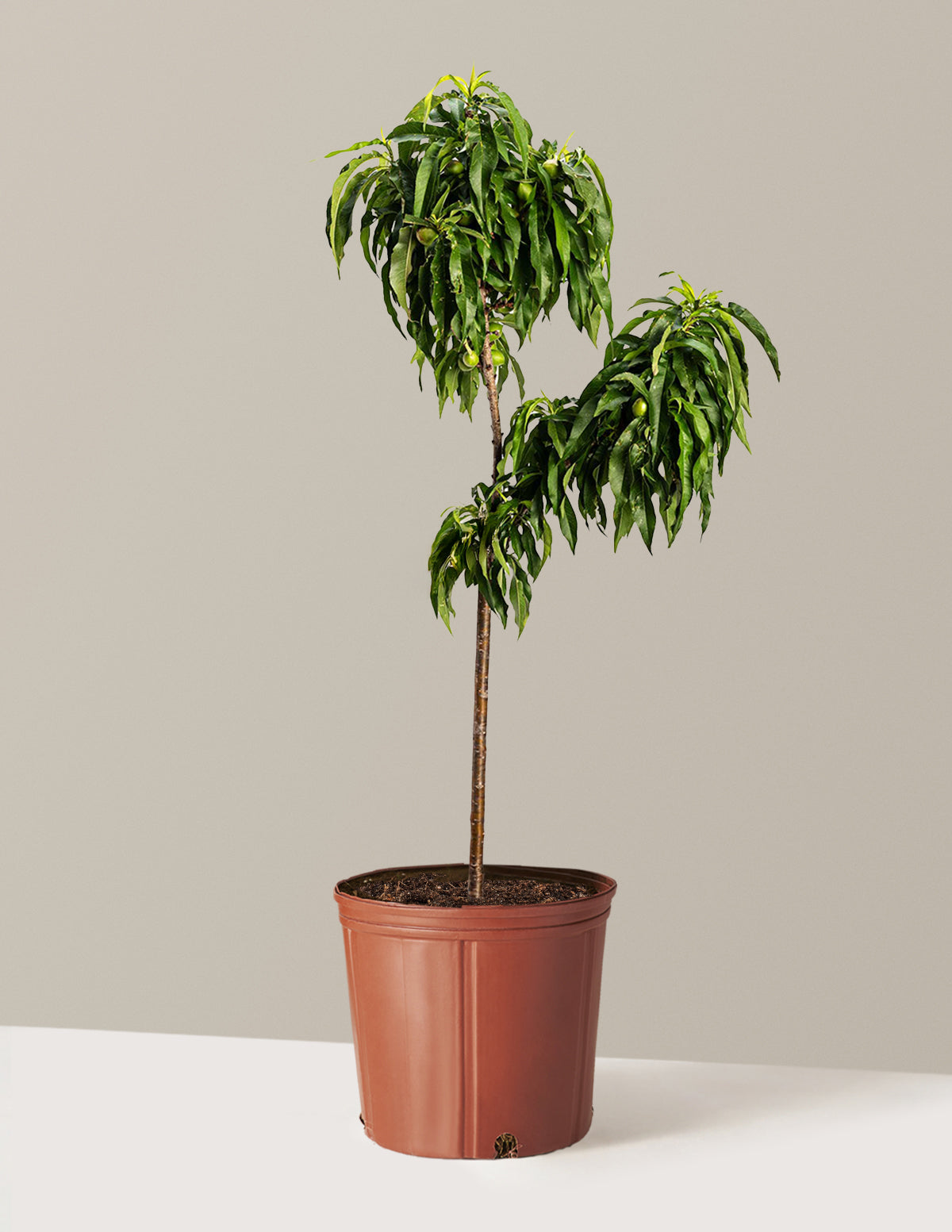 bundle | 2-3 ft. | Grow Pot