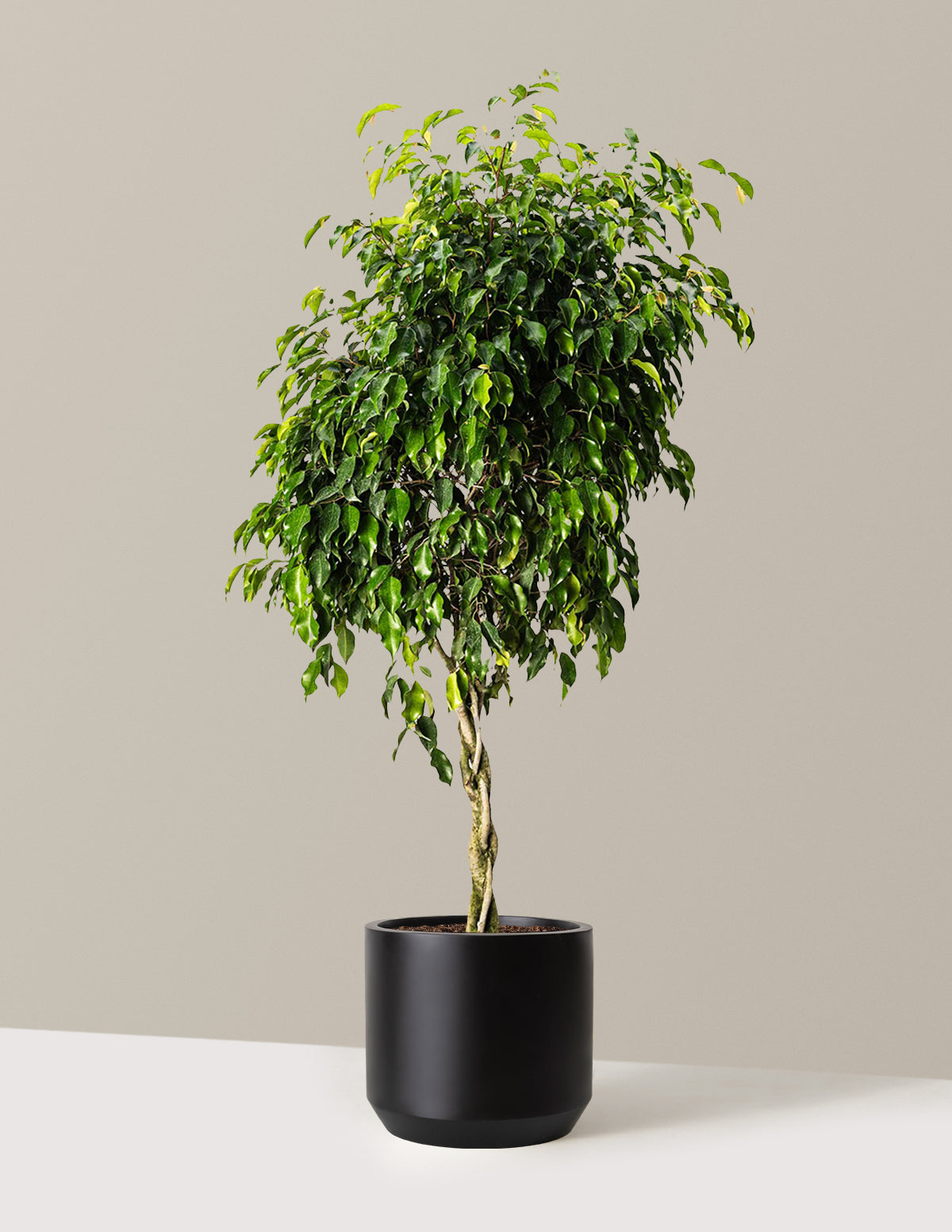 weeping pot plants Braided Benjamina Ficus Houseplant - Large (2-3' tall) Grow Pot