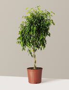 bundle | Large | Grow Pot