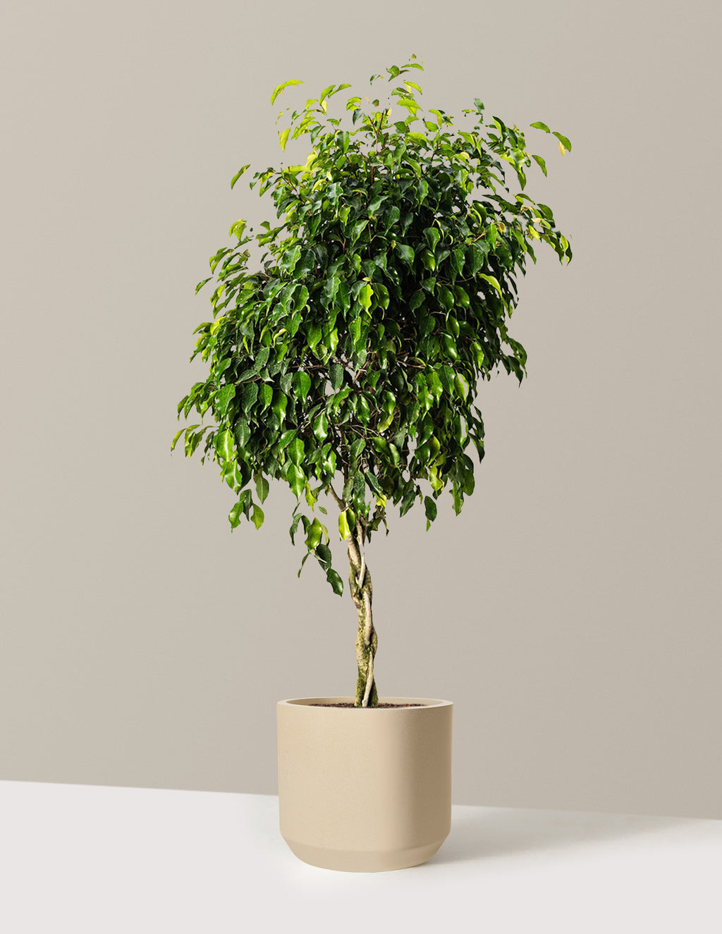 Braided Benjamina Ficus