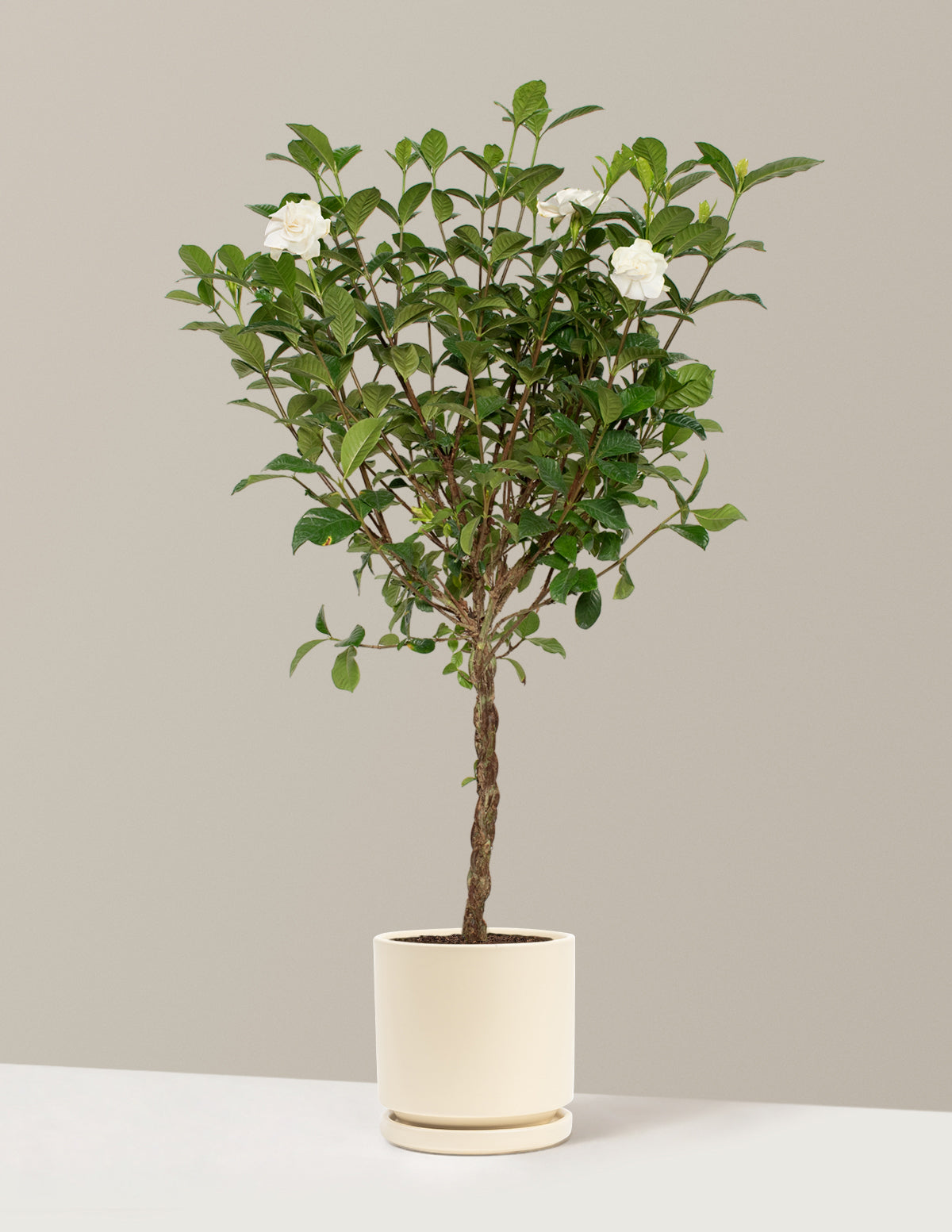 Large Braided Gardenia