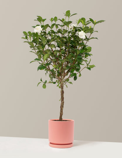 Large Braided Gardenia