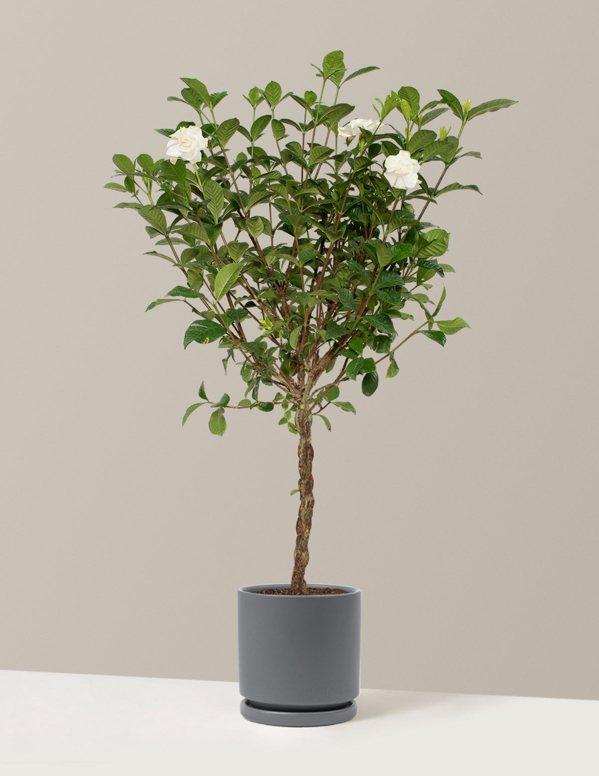 Large Braided Gardenia