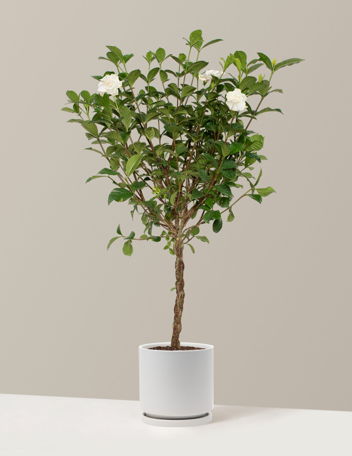 Large Braided Gardenia