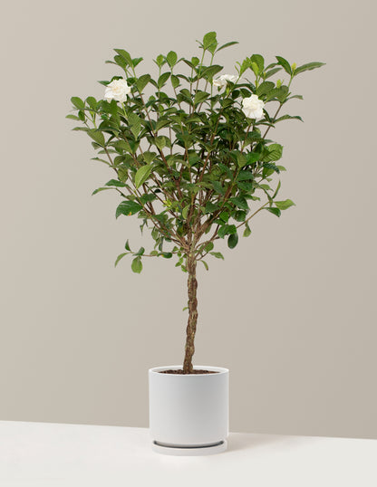 Large Braided Gardenia