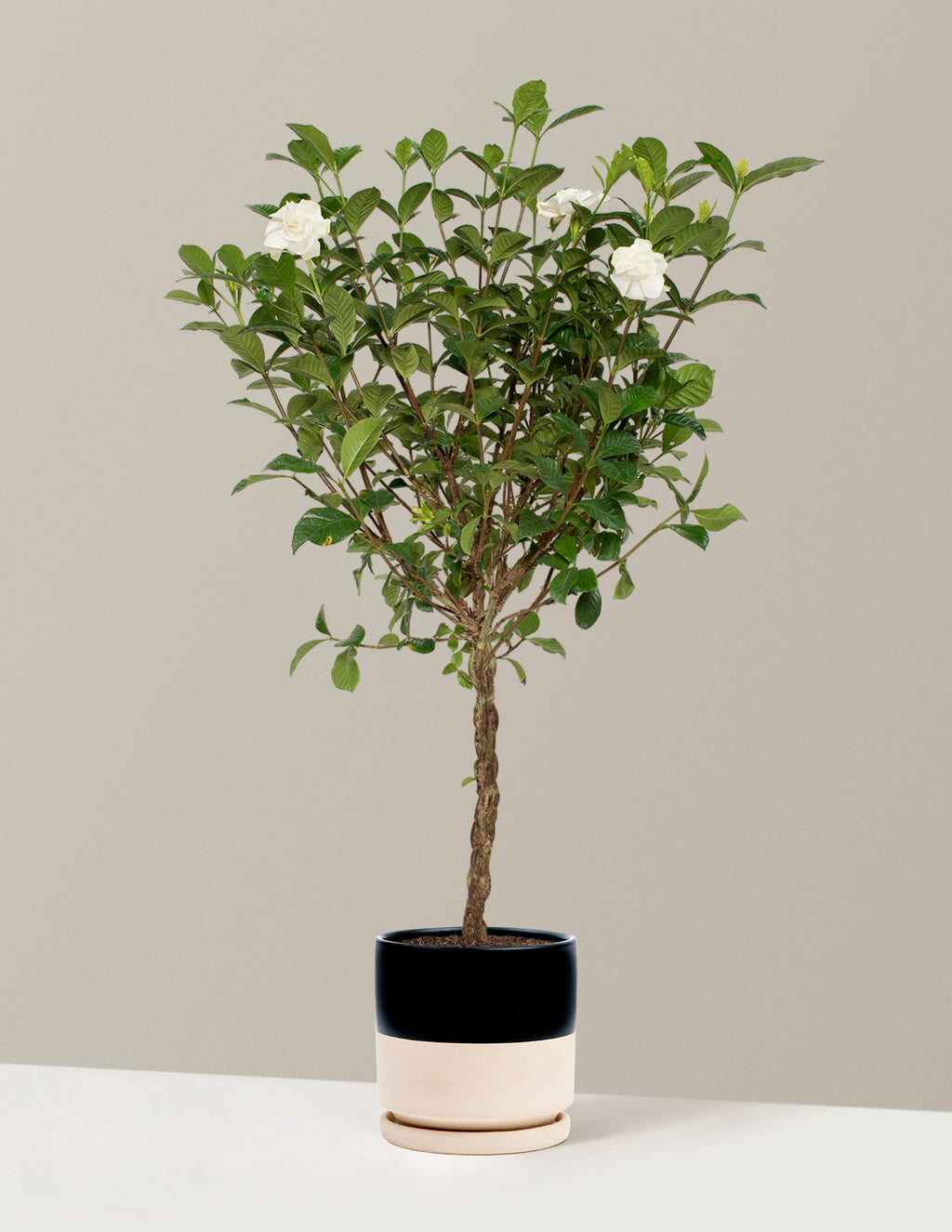 bundle | Large | Isabella | Top Half Black