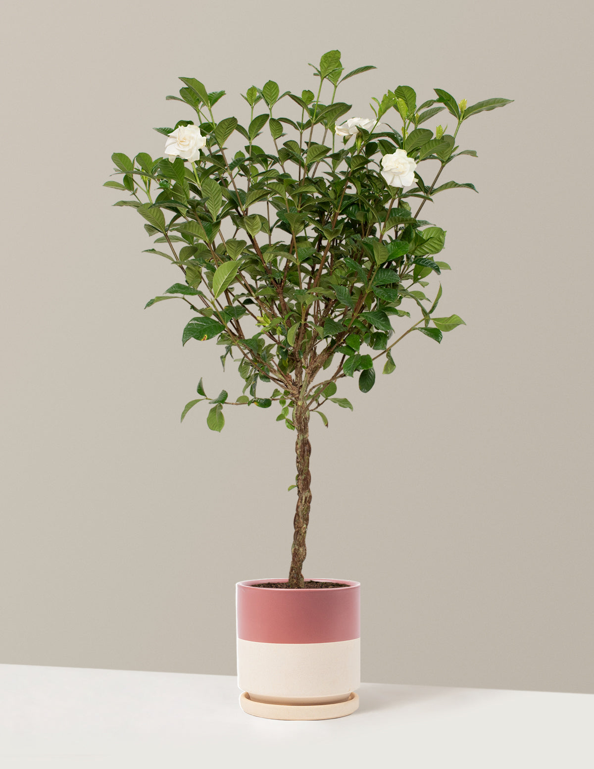 Large Braided Gardenia