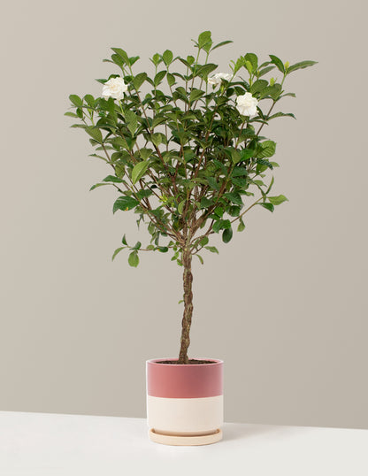 Large Braided Gardenia