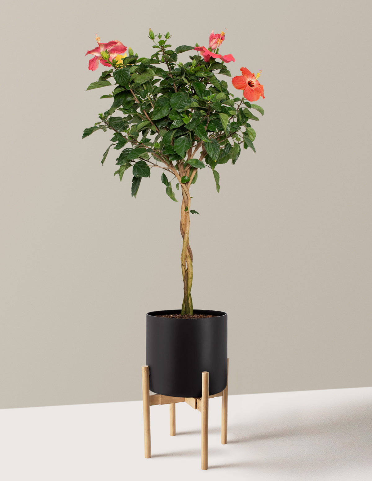 Large Braided Hibiscus