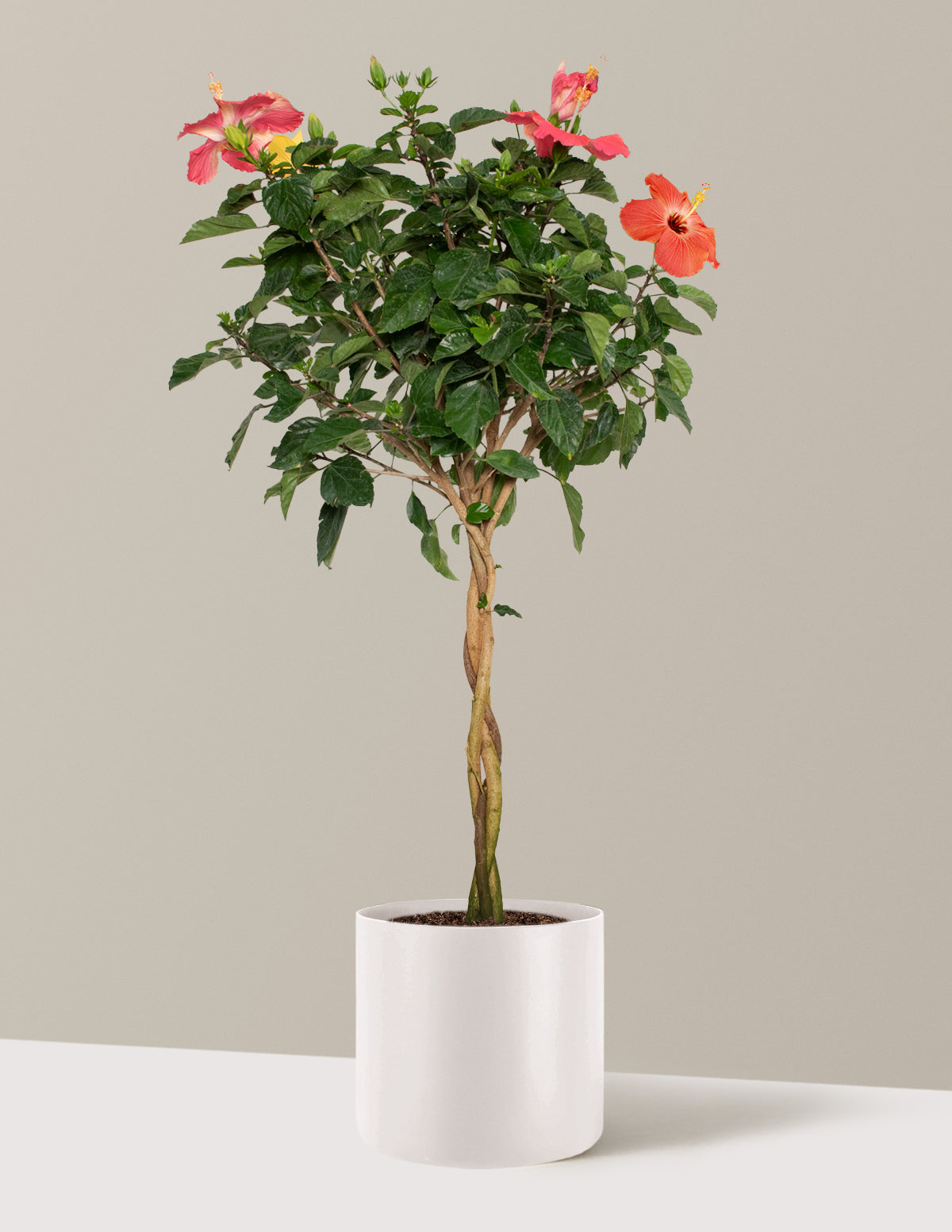 Large Braided Hibiscus