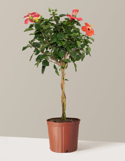 Large Braided Hibiscus