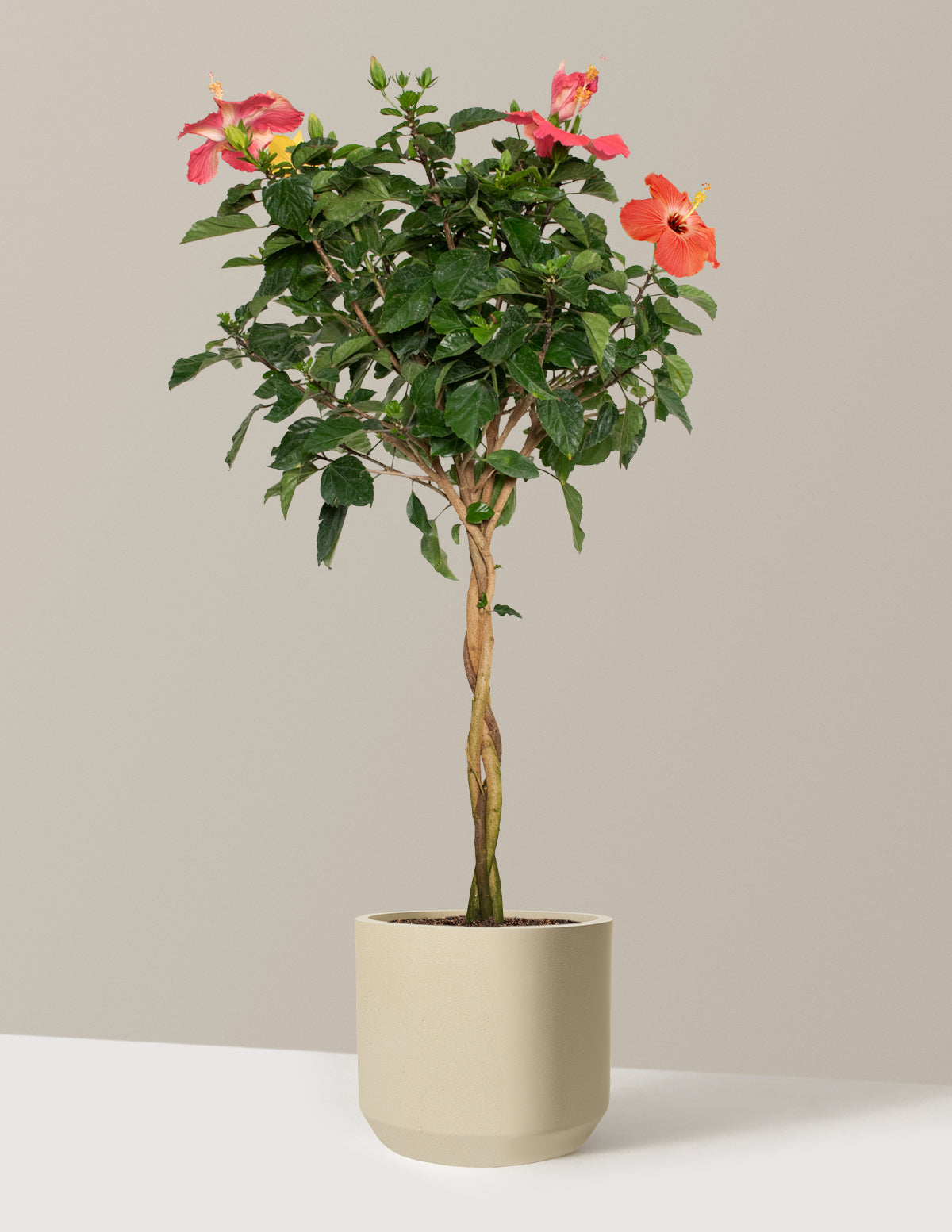 Large Braided Hibiscus