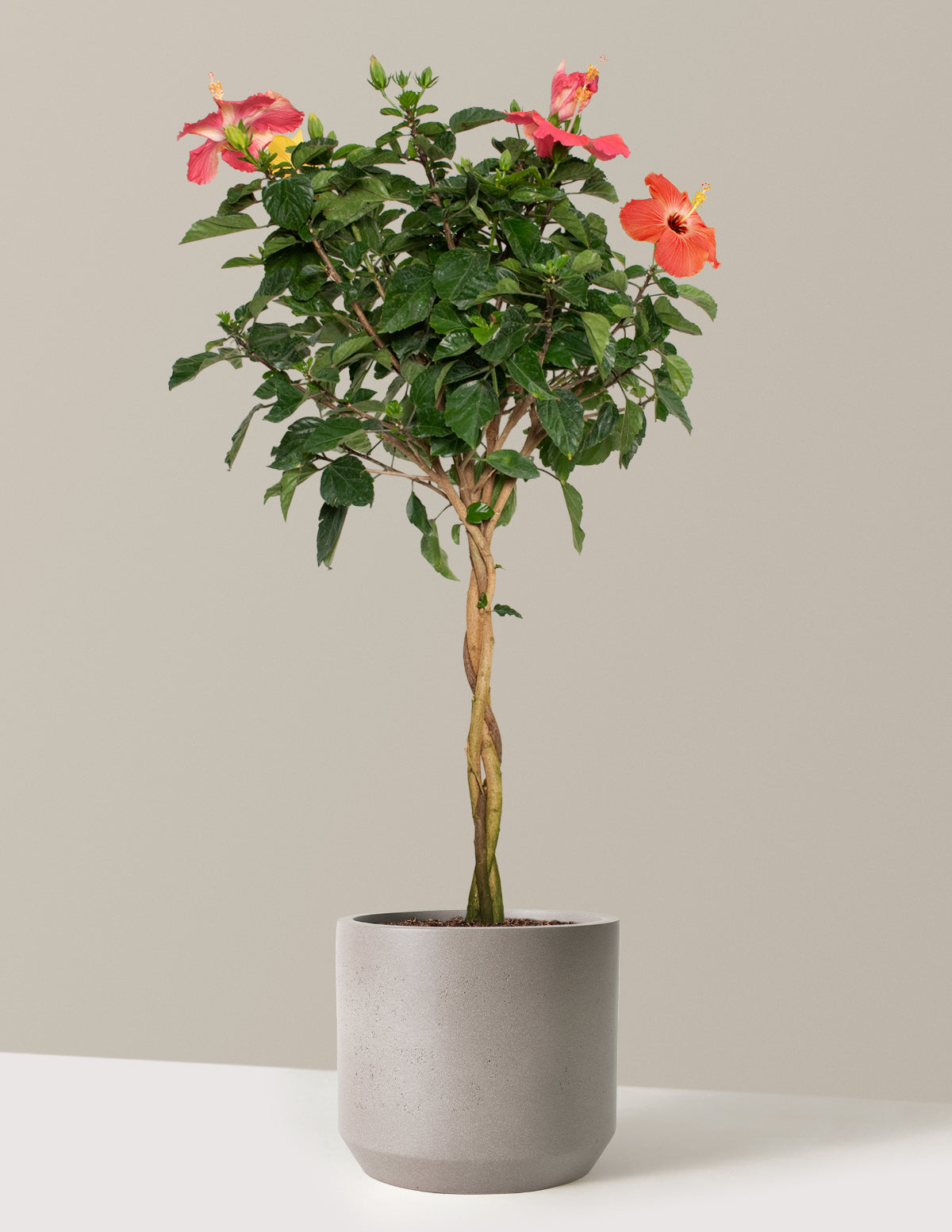 Large Braided Hibiscus