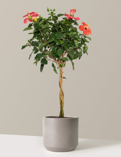 Large Braided Hibiscus